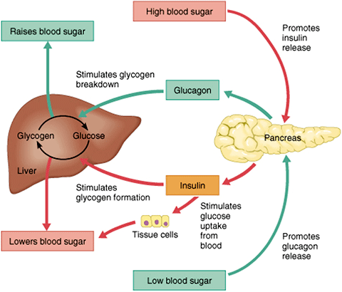 Blood sugar regulation diagram